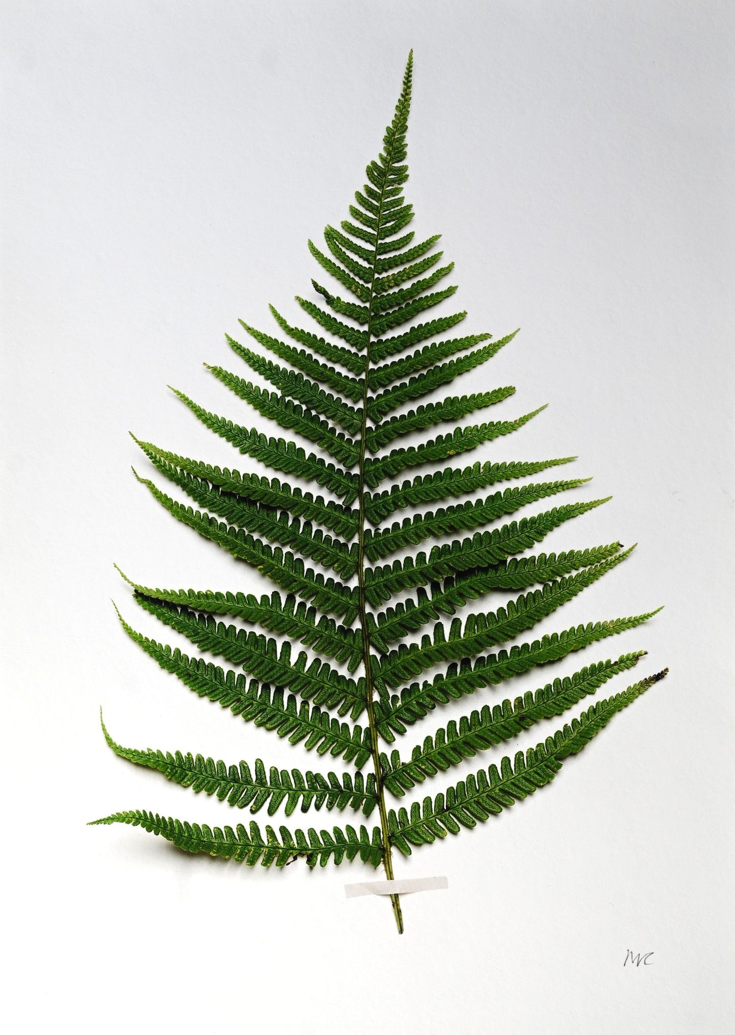 Miranda Carter Fern A4 Print
