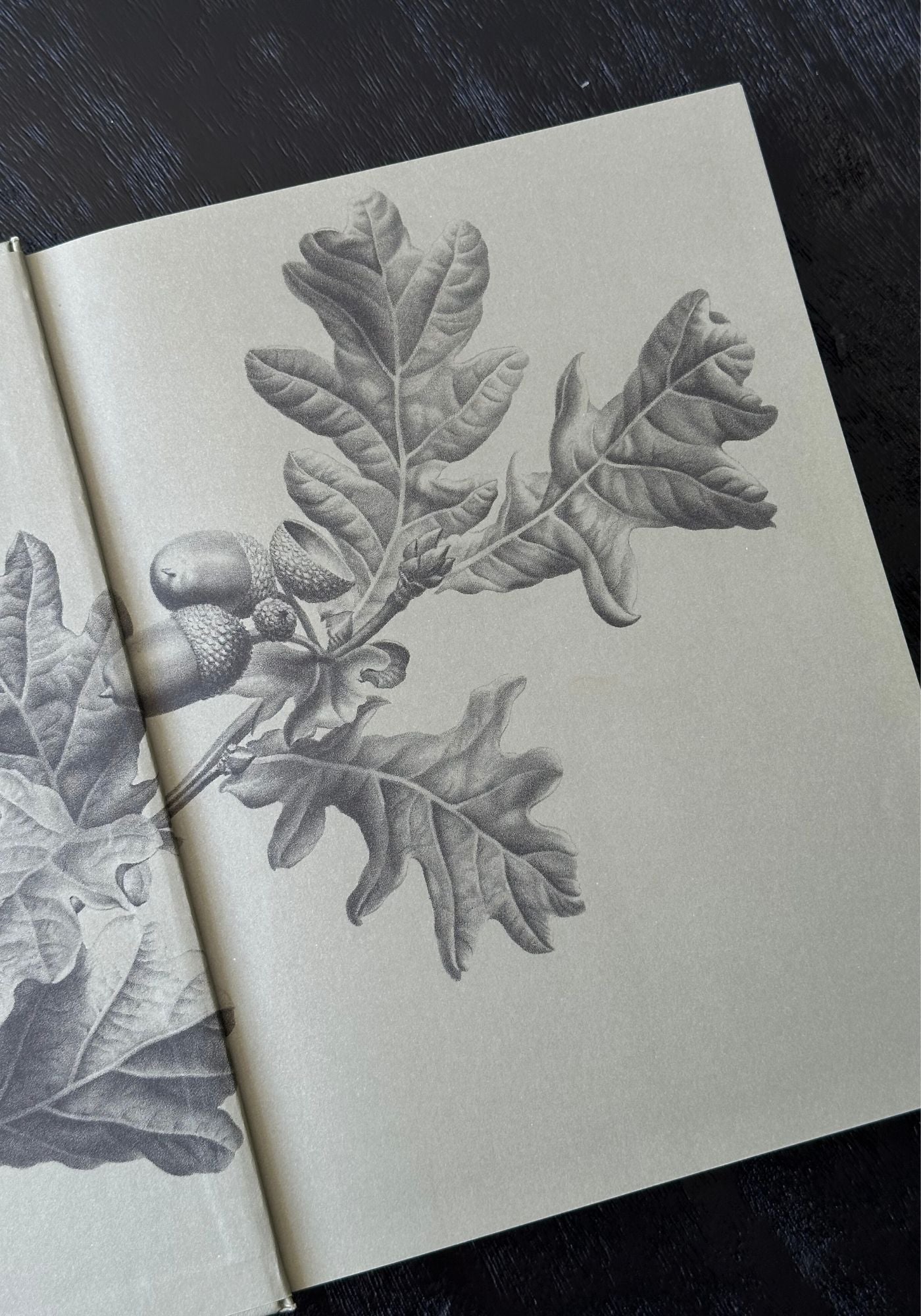 Book with botanical illustration of leaves and acorns on a dark surface