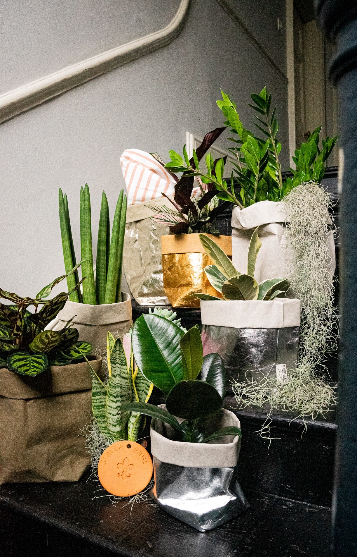Plants